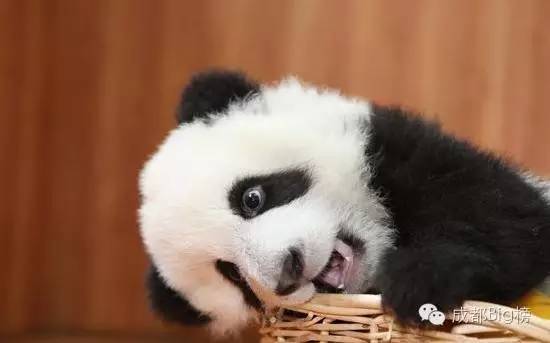 墨鱼汁料理_黑色美食_网红黑暗料理食物大全,